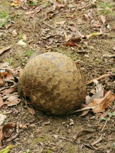Pangolin rolled up into a ball making it easy for hunters to pick it up