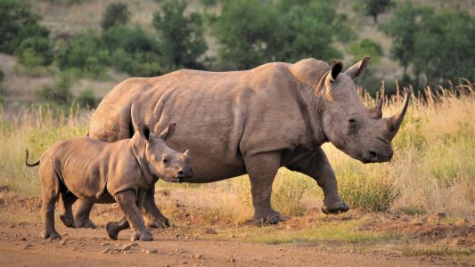 A mother and calf rhino in the wild as an example of the animals helped by responsible travel