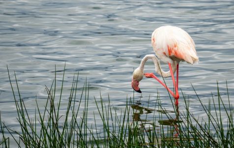 Lake Manyara is home to large flocks of pink flamingos