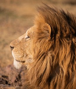 Side view of a majestic lion photographed in Tanzania