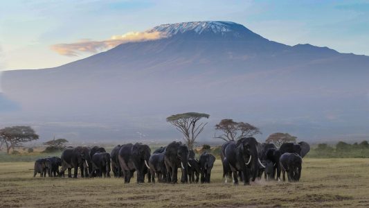 a 'gathering' of elephants in Amboseli Kenya