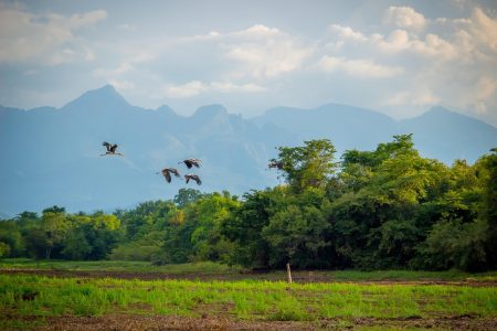 Birds migrating over Sri Lanka