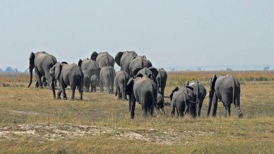 large herd of elephants walking away from the foreground towards the horizon