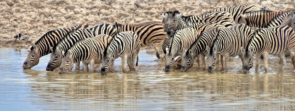 Zebras in Namibia drinking at a waterhole