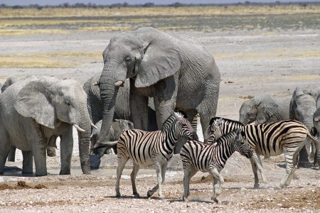 Zebra in the foreground, Elephants in the background
