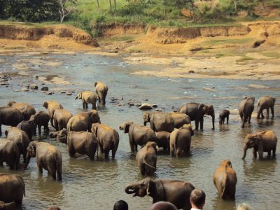 a gatherinig of elephants in Sri lanka