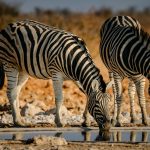 Two Zebra from Namibia drinking at a water hole