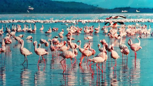 Flamingo at Lake Nakuru, Kenya