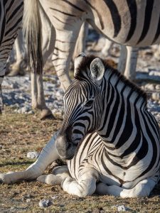 Zebra foal lying down in front of a herd of zebra