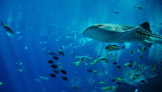 Whale sharks