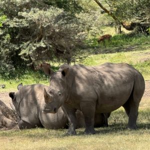 White Rhinos at Solio Game Reserve in Kenya. Photos: Binny Shah