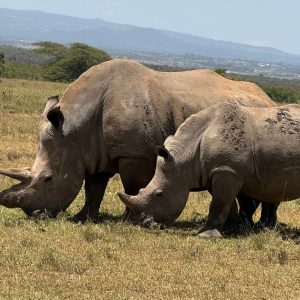White Rhinos at Solio Game Reserve in Kenya. Photos: Binny Shah