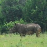 One of the three rhinos relocated to Mt Kenya