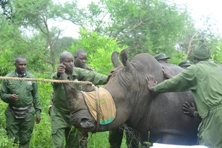 Southern White Rhinos Return to Mt Kenya
