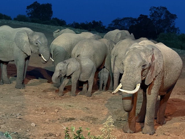 Elephants at The Ark Lodge
