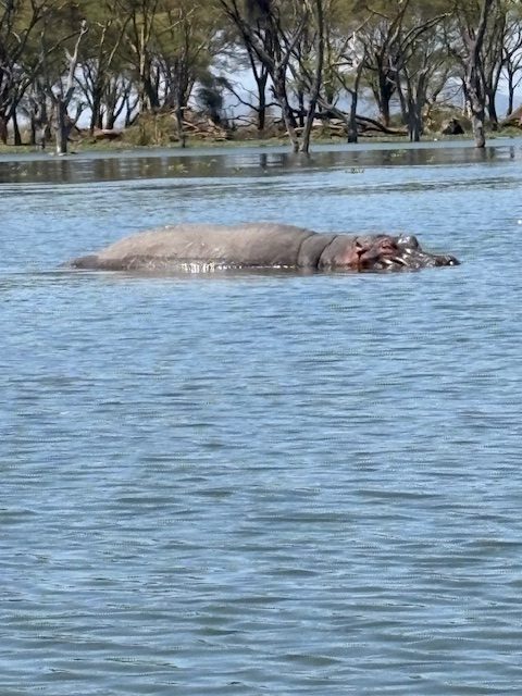 Lake Naivasha Hippo