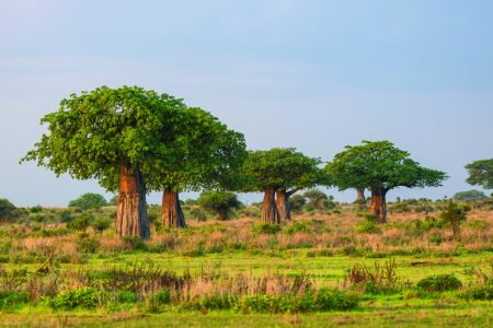 baobab trees stud the landscape of Tarangire