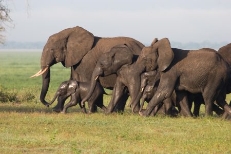Elephants in Tarangire. Photo: Tanzania Tourism