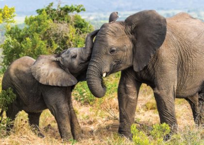 Elephants in the Kruger National Park
