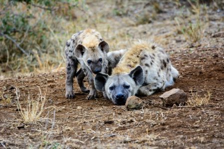 Two hyenas in the Kruger National Park on dry soil with scrubs of grass and bush in the background.