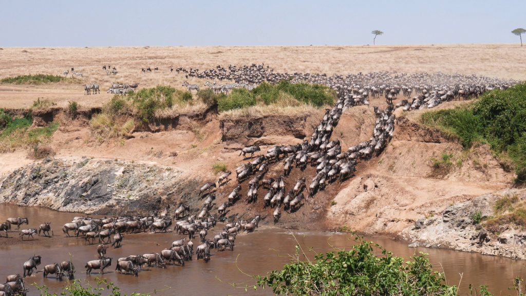 Wildebeest river crossing