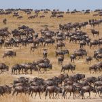 wildebeest migration season