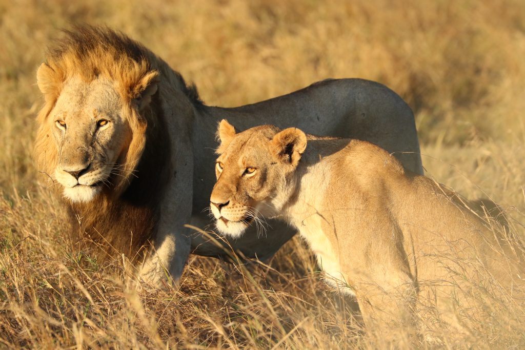 Lion and lioness in the sunshine in Kenya's Masai Mara