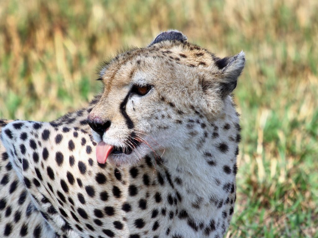 Cheetah photographed in the Masai Mara.