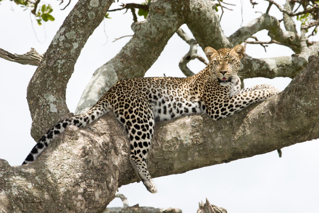 Leopard in a tree in Tanzania's Serengeti National Park. Photo: Tanzania Tourism Board