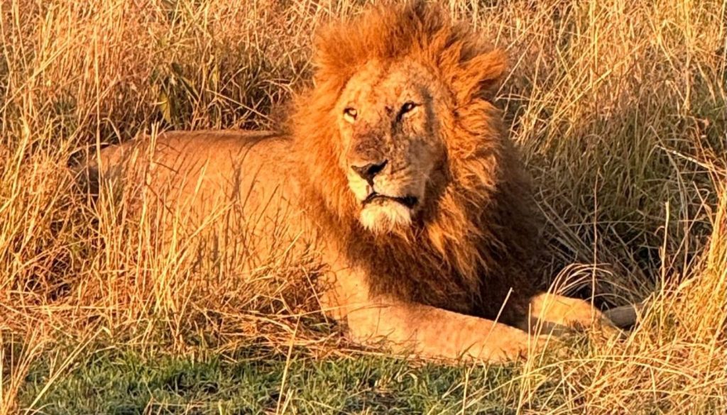Photo of a lion in long grass taken on a family safari in Kenya in August of 2026 Photo of a lion in long grass taken on a family safari in Kenya in August of 2026