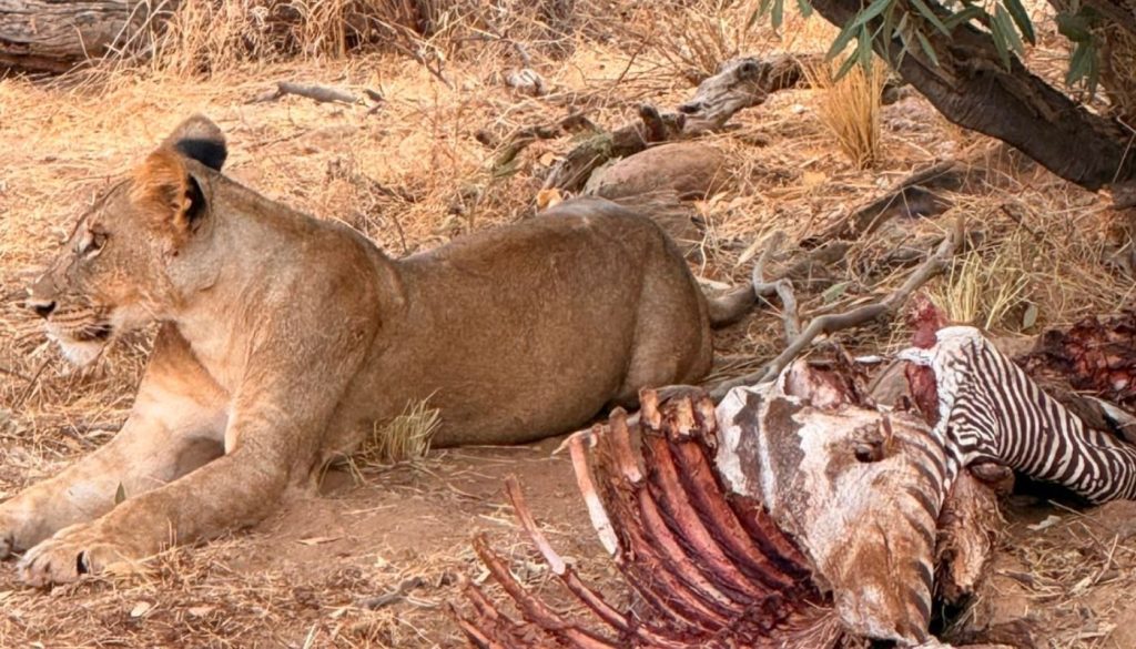 Photo of a lion that had been feeding on a zebra taken by Liz Collinge on her family safari in Kenya in August of 2026 Photo of a lion that had been feeding on a zebra taken by Liz Collinge on her family safari in Kenya in August of 2026