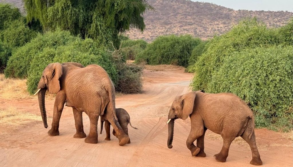 Family of Elephants photographed on a family safari in Kenya in August of 2026 Family of Elephants photographed on a family safari in Kenya in August of 2026