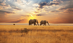 BOTSWANA